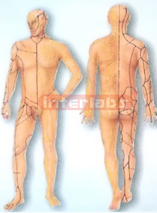 HUMAN SIDE AUTONOMIC SYSTEM MODEL